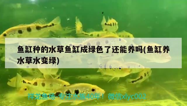 鱼缸种的水草鱼缸成绿色了还能养吗(鱼缸养水草水变绿)