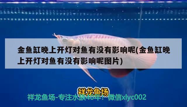 比特犬咬死藏獒：比特犬咬死藏獒全部视频 狗狗（犬） 第2张