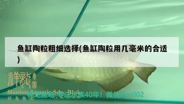 鱼缸陶粒粗细选择(鱼缸陶粒用几毫米的合适) 水族杂谈 第2张