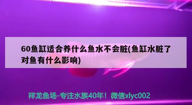 60鱼缸适合养什么鱼水不会脏(鱼缸水脏了对鱼有什么影响) 黑桃A鱼 第2张