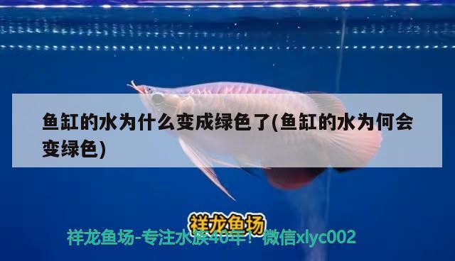 养亚洲巨龟一只算犯法吗 鱼缸/水族箱 第1张