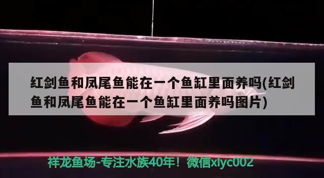 红剑鱼和凤尾鱼能在一个鱼缸里面养吗(红剑鱼和凤尾鱼能在一个鱼缸里面养吗图片)