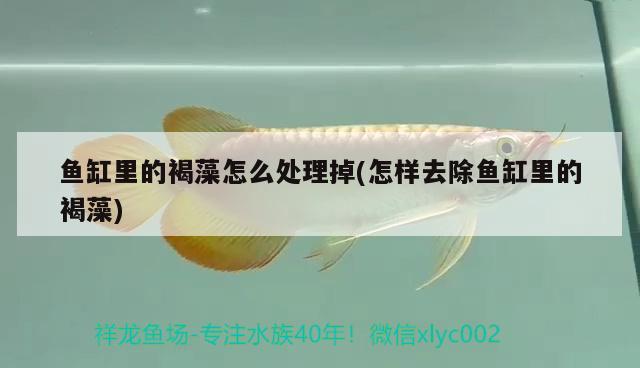 鱼缸里的褐藻怎么处理掉(怎样去除鱼缸里的褐藻) 广州龙鱼批发市场