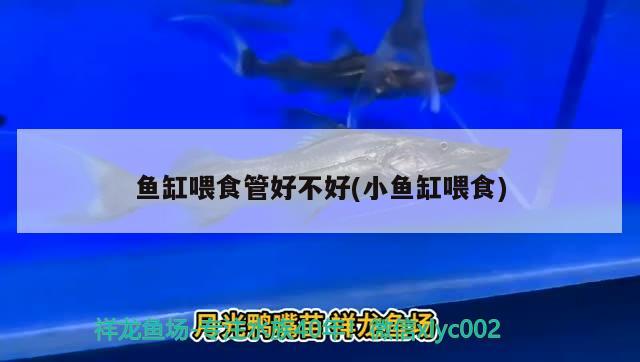 鱼池养水需要多久 鱼池水要养几天可以放鱼