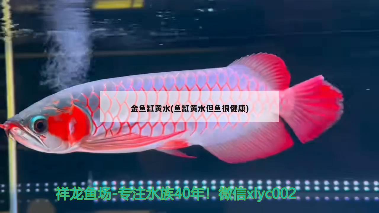 金鱼缸黄水(鱼缸黄水但鱼很健康) 祥禾Super Red红龙鱼