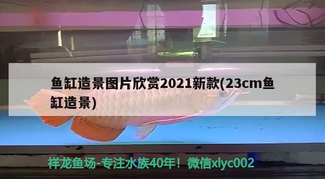 鱼缸造景图片欣赏2021新款(23cm鱼缸造景) 女王大帆鱼苗