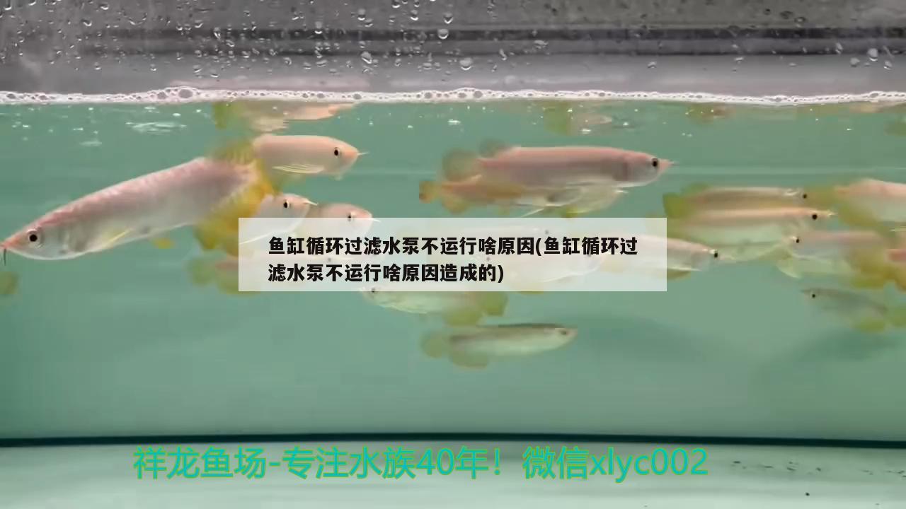 鱼缸水变绿怎么处理（鱼缸水变绿怎么处理最好）