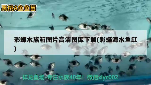 彩蝶水族箱图片高清图库下载(彩蝶海水鱼缸) 海水鱼