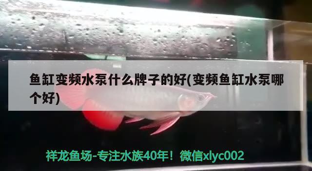 为什么鱼缸里的水变绿（为什么鱼缸的水变绿色的?） 狗仔招财猫鱼