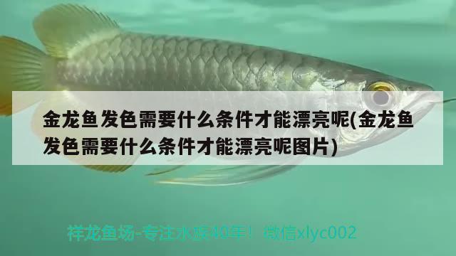 金龙鱼发色需要什么条件才能漂亮呢(金龙鱼发色需要什么条件才能漂亮呢图片)