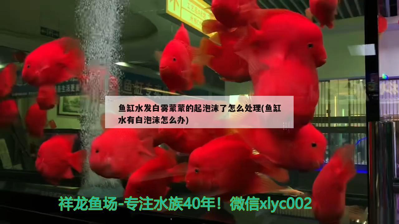 湛江龙鱼好吃吗值得买吗视频播放：湛江火车站附近有什么好玩的 养鱼的好处 第2张