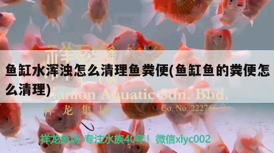 鱼缸水浑浊怎么清理鱼粪便(鱼缸鱼的粪便怎么清理) 元宝凤凰鱼专用鱼粮