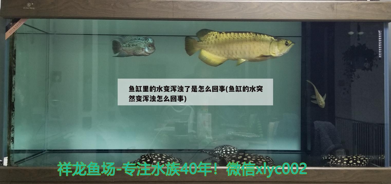 鱼缸里的水变浑浊了是怎么回事(鱼缸的水突然变浑浊怎么回事)