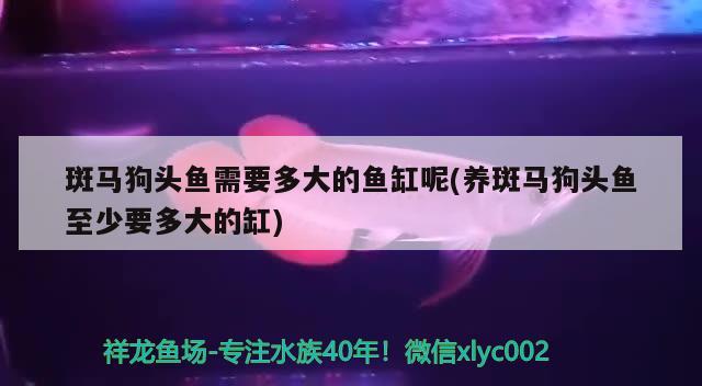 斑马狗头鱼需要多大的鱼缸呢(养斑马狗头鱼至少要多大的缸) 斑马狗头鱼