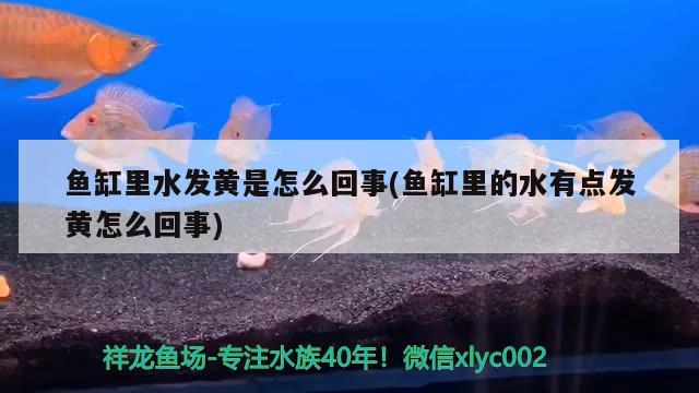 鱼缸里水发黄是怎么回事(鱼缸里的水有点发黄怎么回事)