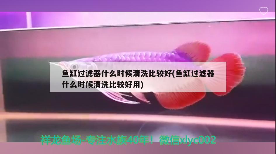 鱼缸过滤器什么时候清洗比较好(鱼缸过滤器什么时候清洗比较好用) 罗汉鱼 第2张