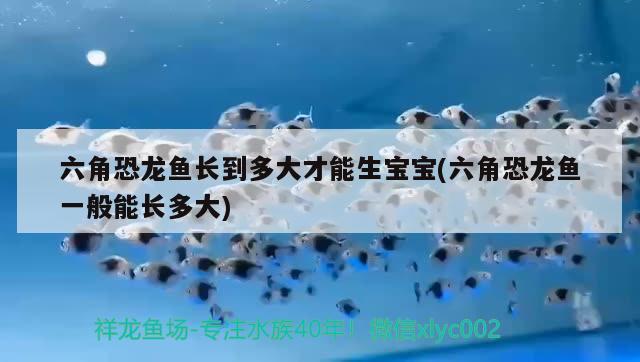 六角恐龙鱼长到多大才能生宝宝(六角恐龙鱼一般能长多大) iwish爱唯希品牌鱼缸