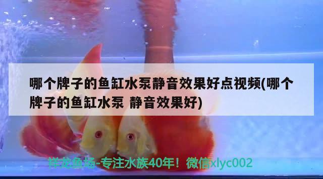 河池水族馆20160613龙鱼之巅 朱巴利鱼苗 第2张