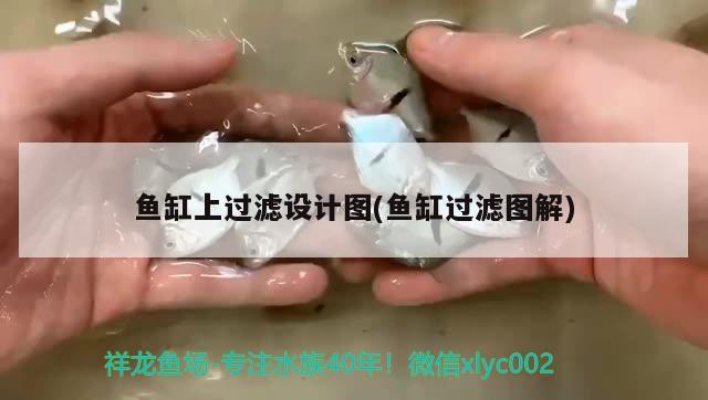 鱼缸换水没有困水条件怎么给鱼缸换水，鱼缸换水的正确方法，如何给鱼缸换水 鹦鹉鱼 第1张