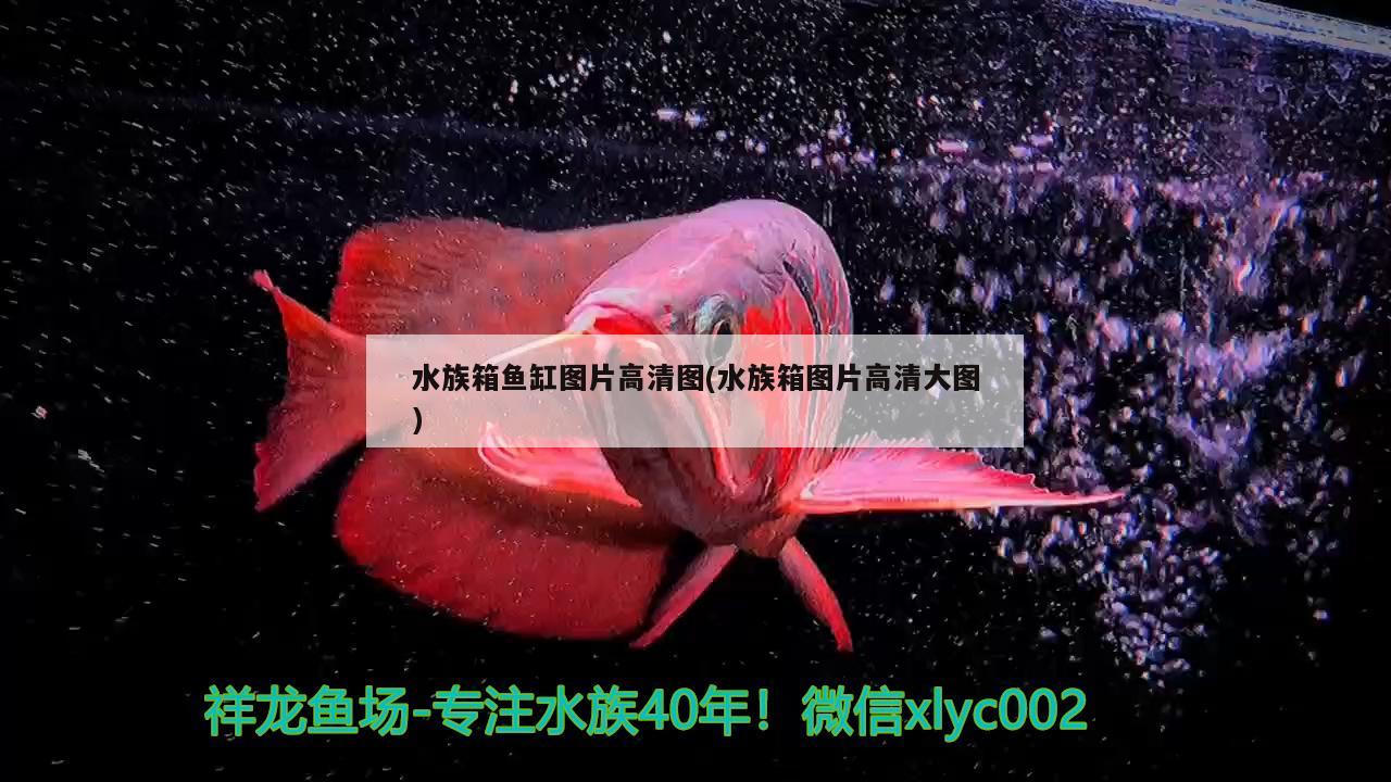 水族箱鱼缸图片高清图(水族箱图片高清大图) 鱼缸/水族箱