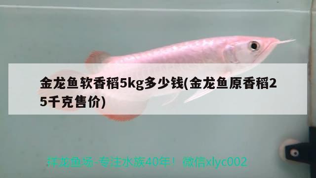 金龙鱼软香稻5kg多少钱(金龙鱼原香稻25千克售价) 新加坡号半红龙鱼（练手级红龙鱼）