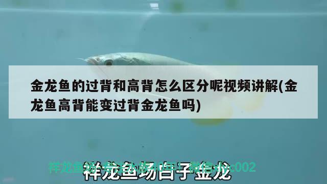 银龙鱼尾巴下垂是怎么回事，银龙鱼尾巴向上翘是咋回事