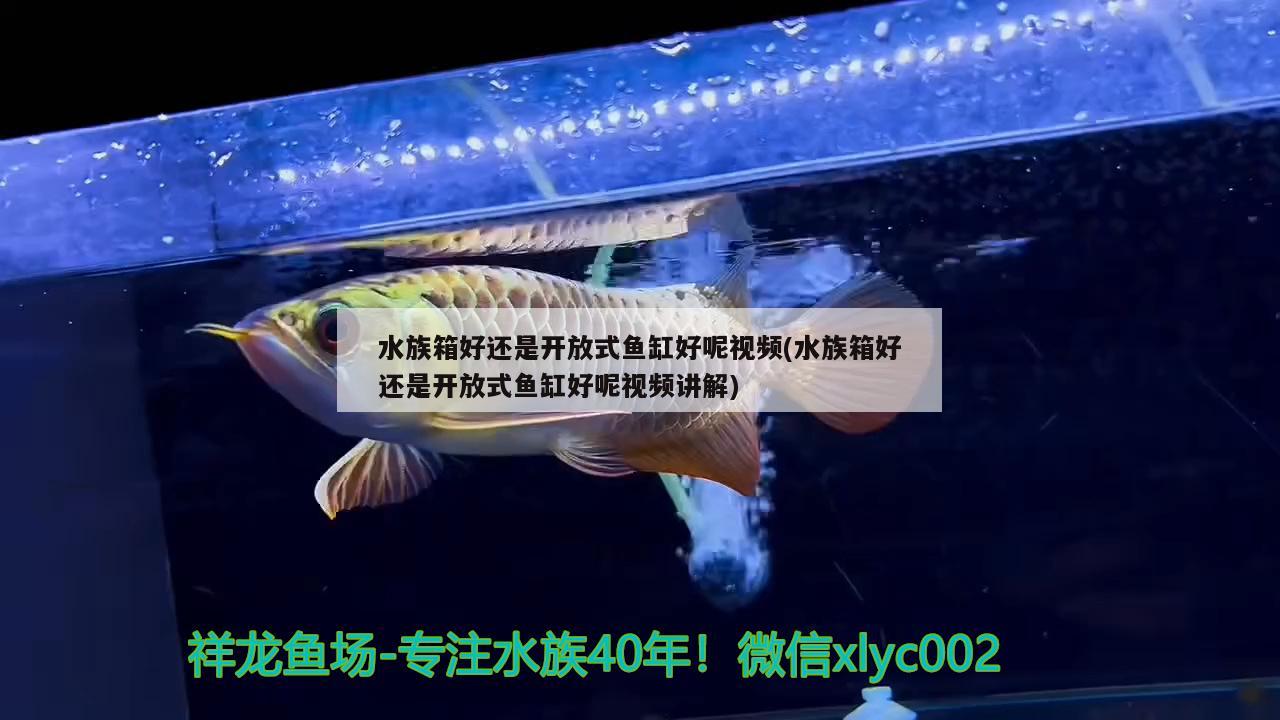 水族箱好还是开放式鱼缸好呢视频(水族箱好还是开放式鱼缸好呢视频讲解) 鱼缸/水族箱