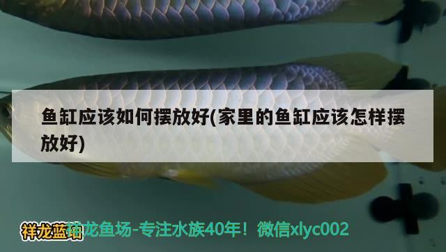 鱼缸应该如何摆放好(家里的鱼缸应该怎样摆放好) 赤焰中国虎鱼