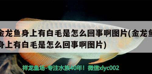 金龙鱼身上有白毛是怎么回事啊图片(金龙鱼身上有白毛是怎么回事啊图片) 潜水泵