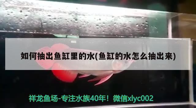 如何抽出鱼缸里的水(鱼缸的水怎么抽出来) 新加坡号半红龙鱼（练手级红龙鱼）