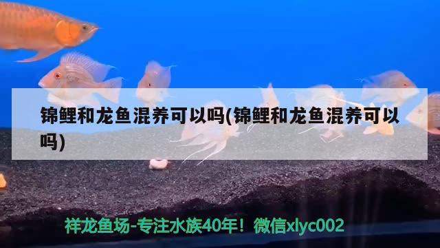 锦鲤和龙鱼混养可以吗(锦鲤和龙鱼混养可以吗)