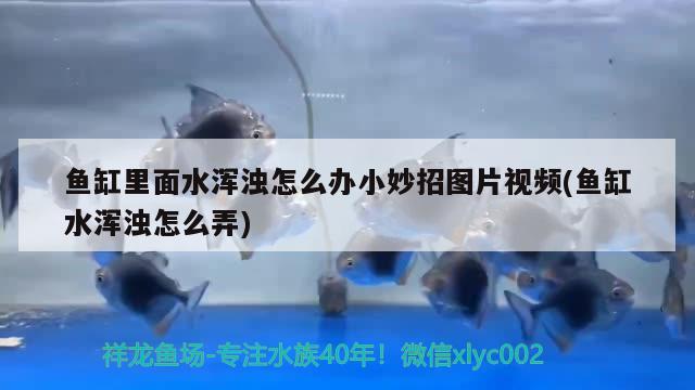 鱼缸里面水浑浊怎么办小妙招图片视频(鱼缸水浑浊怎么弄) 龙鱼批发