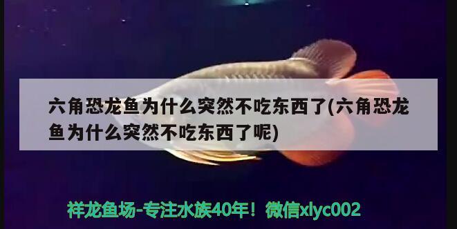 六角恐龙鱼为什么突然不吃东西了(六角恐龙鱼为什么突然不吃东西了呢)