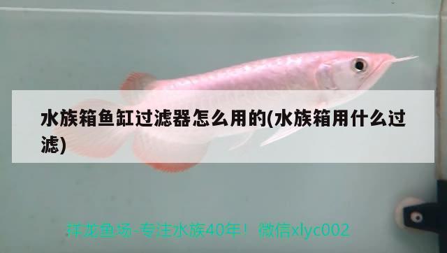 水族箱鱼缸过滤器怎么用的(水族箱用什么过滤) 鱼缸/水族箱