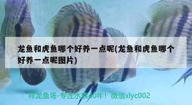 杭州金龙鱼经销商电话：金龙鱼杭州生产基地