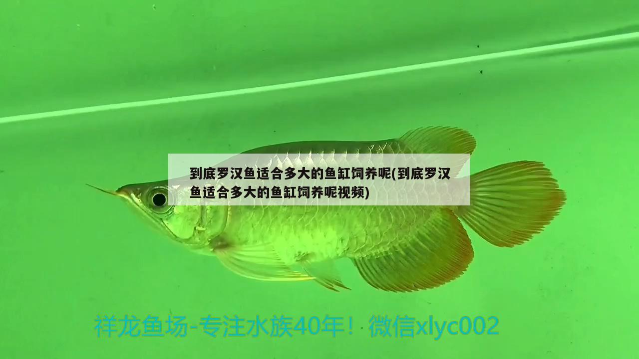 到底罗汉鱼适合多大的鱼缸饲养呢(到底罗汉鱼适合多大的鱼缸饲养呢视频)