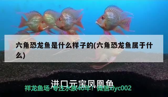 关于龙鱼之巅论坛滤材仓有泡沫的信息 广州观赏鱼批发市场 第3张