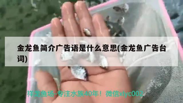 金龙鱼简介广告语是什么意思(金龙鱼广告台词) 祥龙鱼场