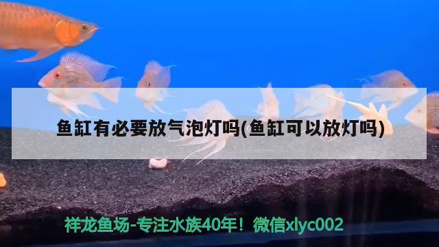 鱼缸有必要放气泡灯吗(鱼缸可以放灯吗) 黄金达摩鱼