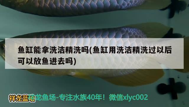 鱼缸能拿洗洁精洗吗(鱼缸用洗洁精洗过以后可以放鱼进去吗) 南美异型鱼