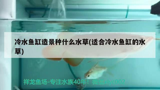 鱼缸造景白色石头是什么 鱼缸造景白色石头是什么材料 海水鱼 第2张