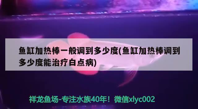 鱼缸加热棒一般调到多少度(鱼缸加热棒调到多少度能治疗白点病) 虎纹银版鱼