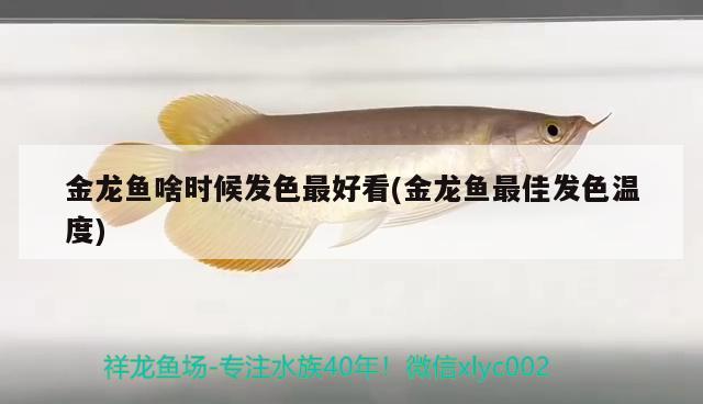 金龙鱼啥时候发色最好看(金龙鱼最佳发色温度) 魟鱼百科