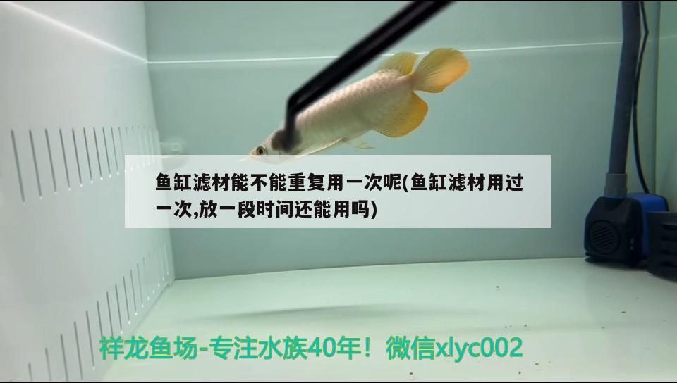 鱼缸滤材能不能重复用一次呢(鱼缸滤材用过一次,放一段时间还能用吗) 泰国雪鲫鱼