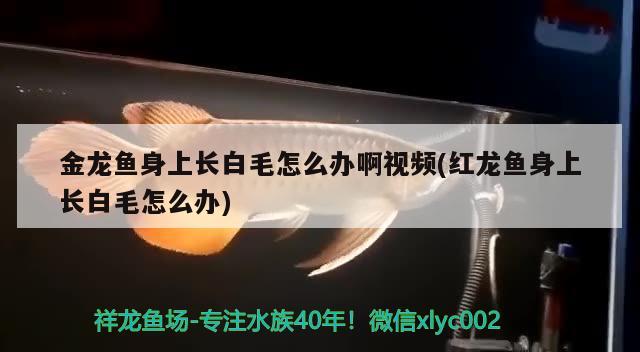 金龙鱼的前身，挂着中国名字的外资企业 养鱼的好处 第2张