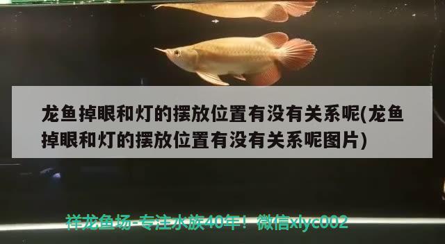 龙鱼掉眼和灯的摆放位置有没有关系呢(龙鱼掉眼和灯的摆放位置有没有关系呢图片) 粗线银版鱼