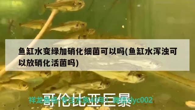 鱼缸水变绿加硝化细菌可以吗(鱼缸水浑浊可以放硝化活菌吗)