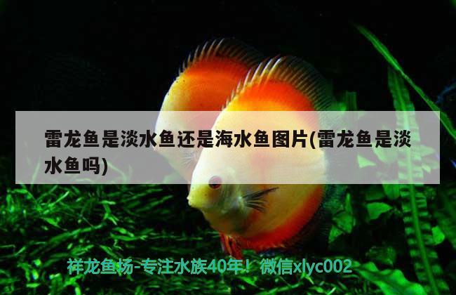 天宝水族鱼缸价格表大全图片（天宝渔具） 委内瑞拉奥里诺三间鱼苗 第3张