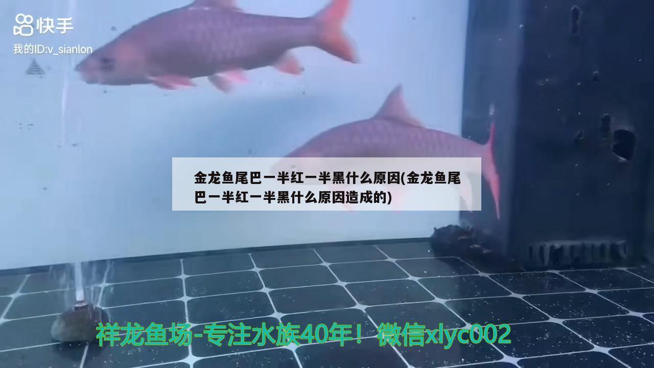 家庭养银龙鱼好吗风水好吗（养银龙鱼的风水学） 银龙鱼 第3张