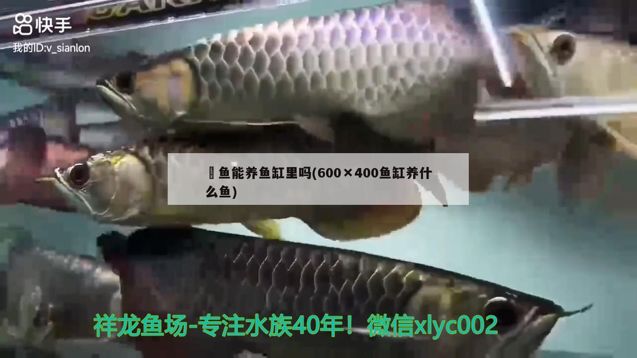 家庭养银龙鱼好吗风水好吗（养银龙鱼的风水学） 银龙鱼 第1张